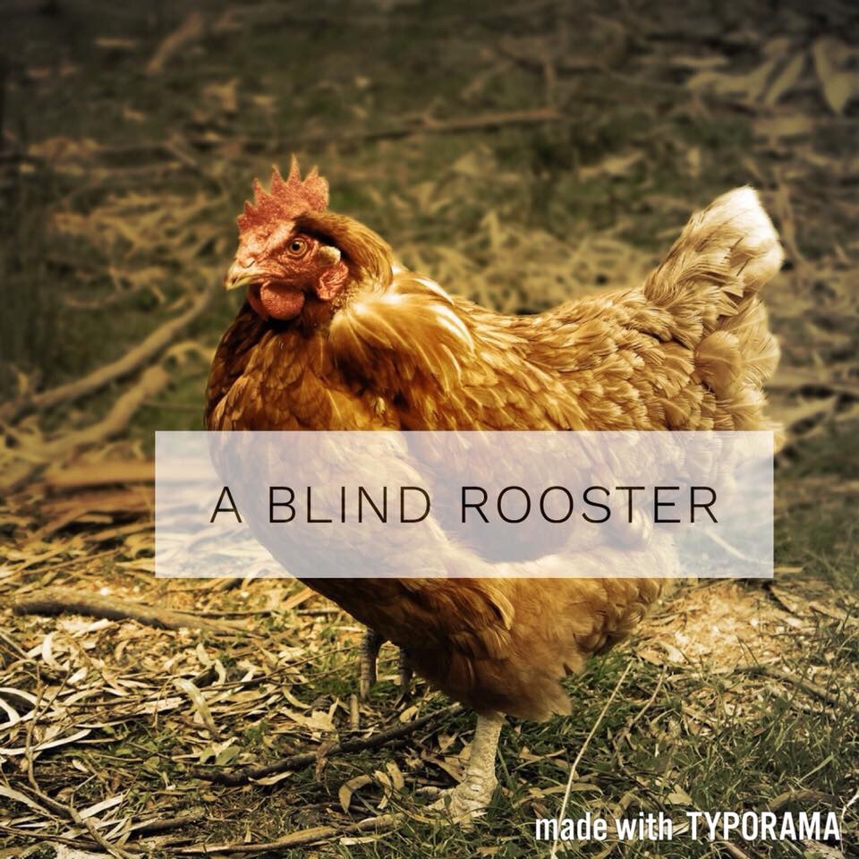 A Blind Rooster